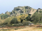 The Roaches